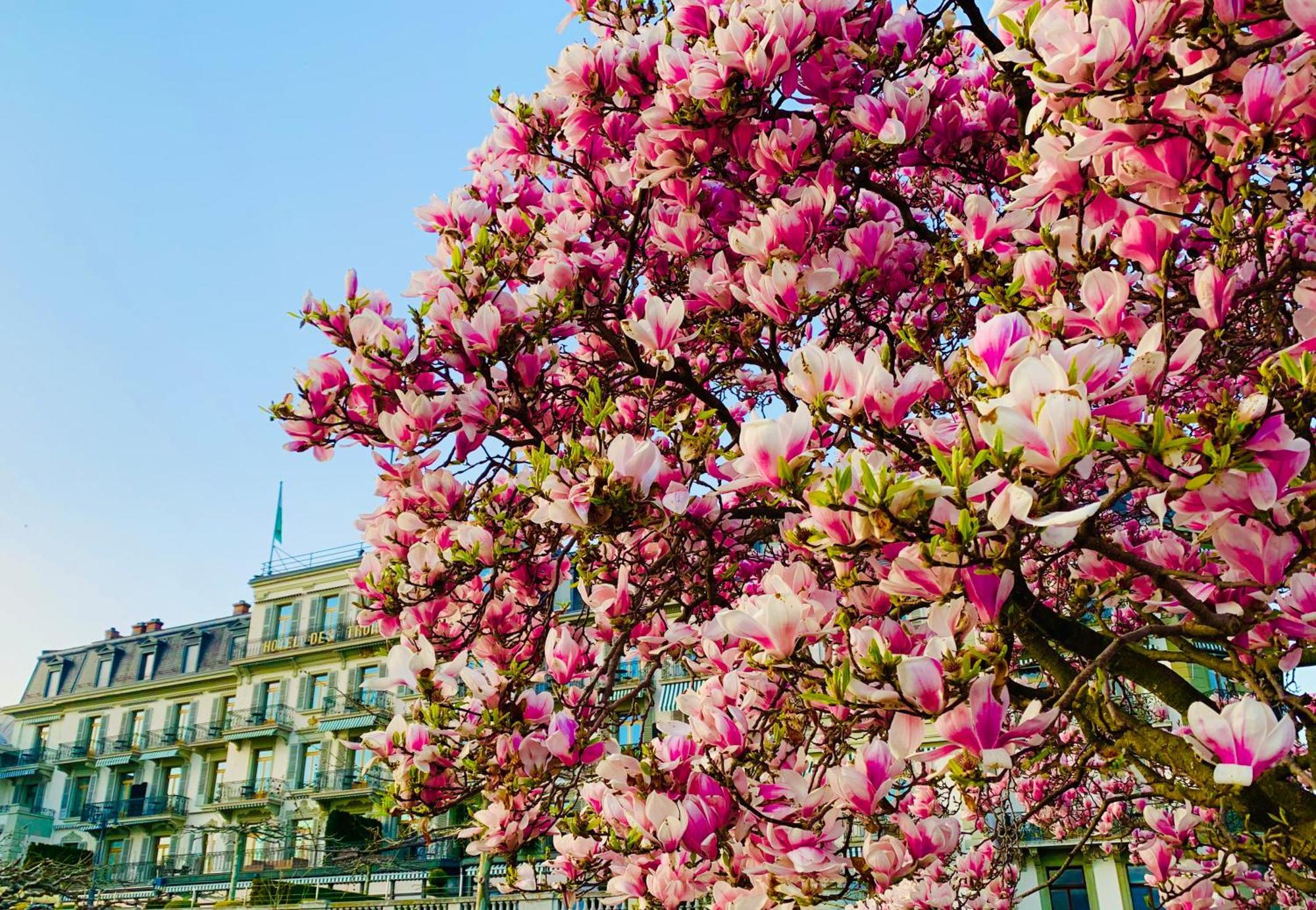 Hotel Des Trois Couronnes & Spa - The Leading Hotels Of The World Веве Экстерьер фото